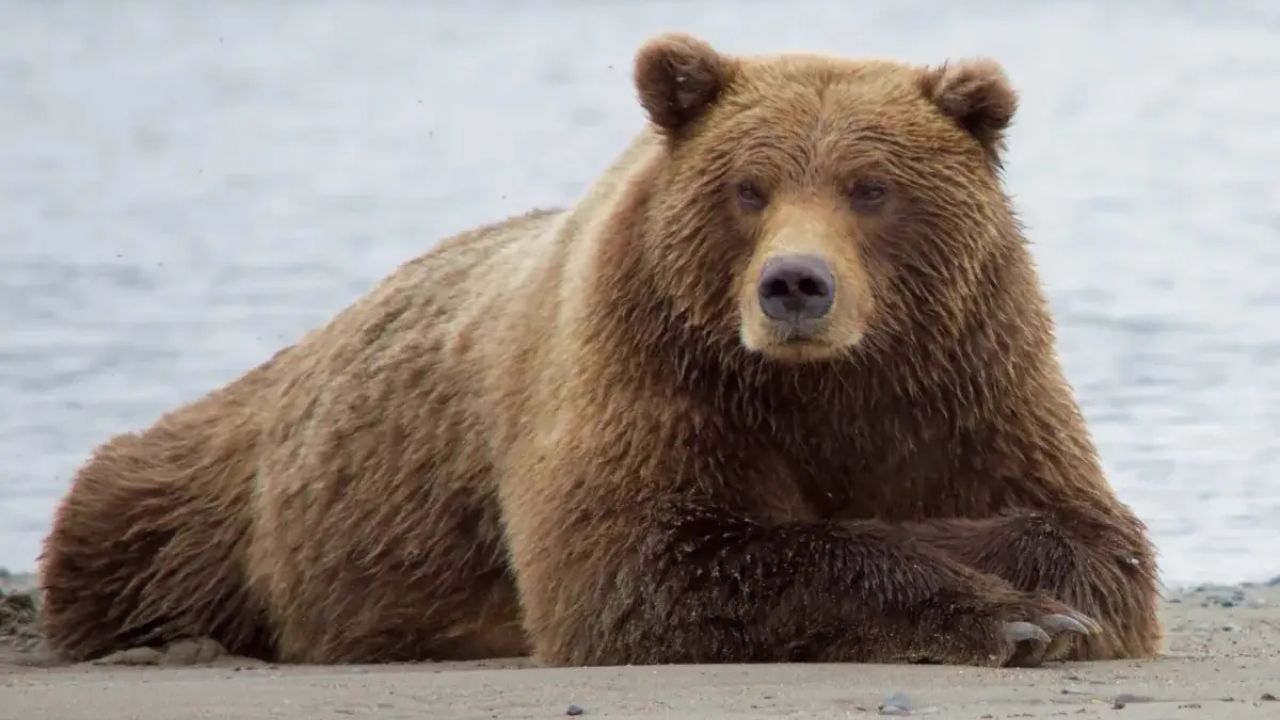 Usthadian Academy / India Records Its First-Ever Confirmed Sighting Of A Rare Tibetan Brown Bear | 19 jan 2024 Usthadian Academy / India Records Its First-Ever Confirmed Sighting Of A Rare Tibetan Brown Bear